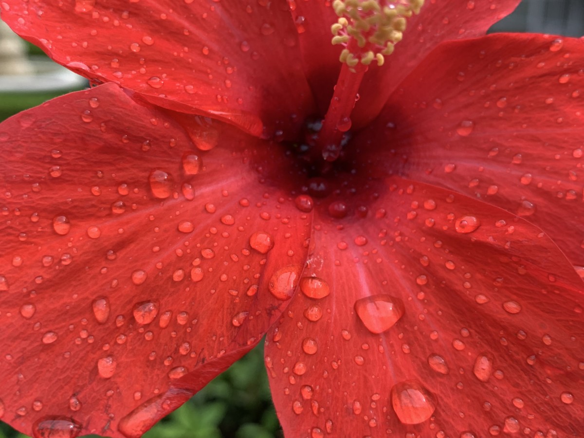 Flowers in Italy