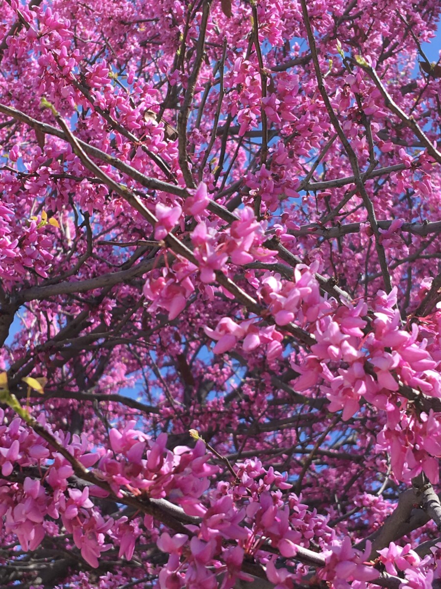 Flowering Tree